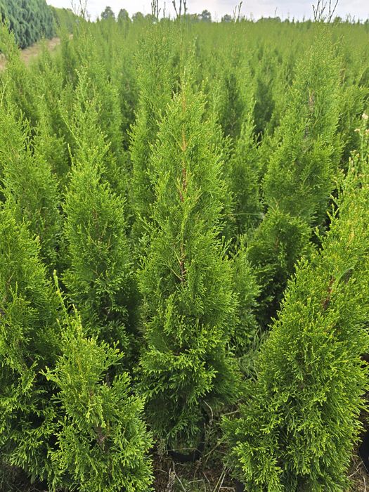 Tuja Smaragd 120 cm Dostawa gratis tuje 100 brabant szmaragd Zambrów