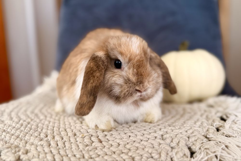 Piękna samiczka mini lop - królik miniaturka rasowy z hodowli