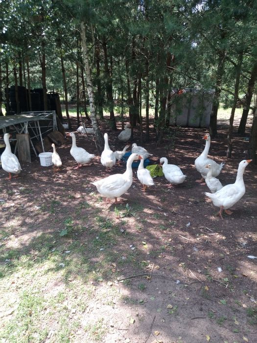 Gęś Koludzka dorosłe i dzieci w różnym wieku