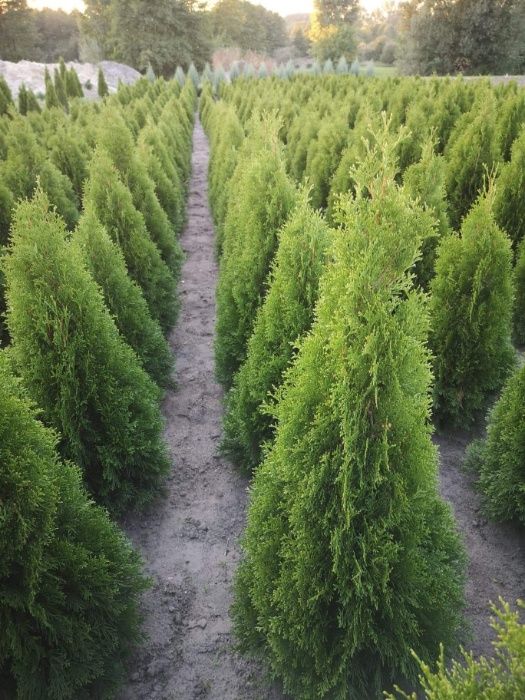 Tuja Szmaragd Thuja szmaragd 130-150cm!!!