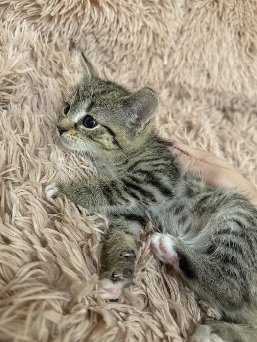 Oddam kotki w dobre ręce – 5 maluchów szuka kochającego domu!