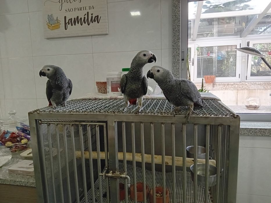 Papagaio cinzento criados á mão.