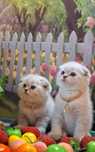 Шотландские короткошерстные котята