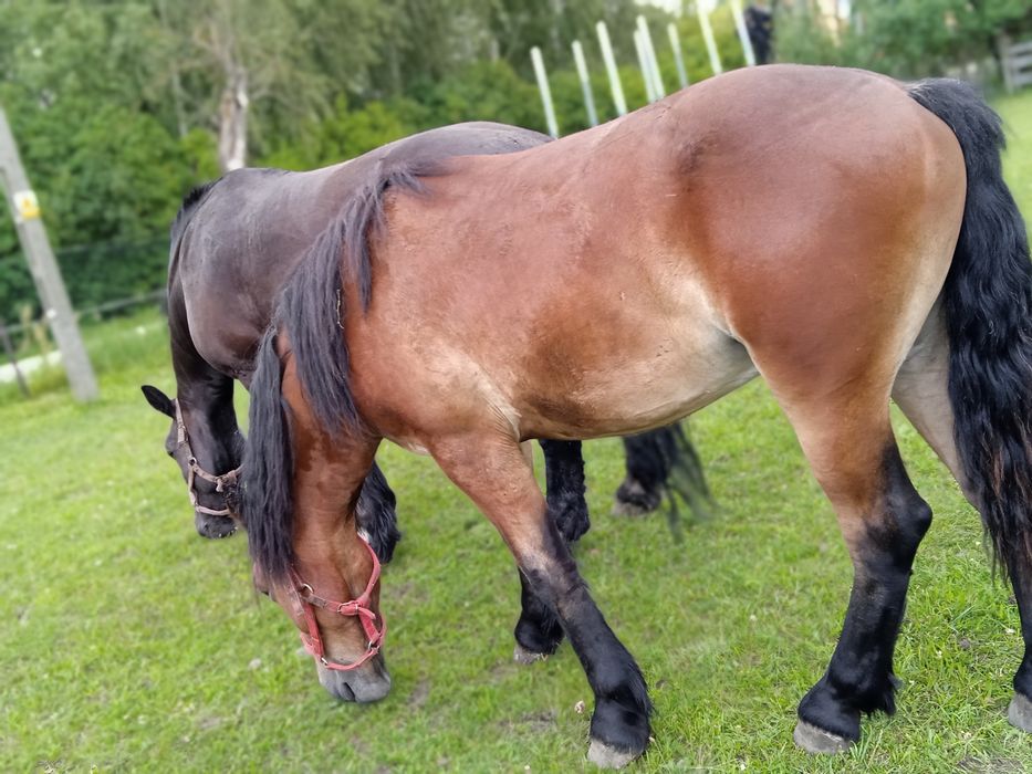 Koń wałach łagodny