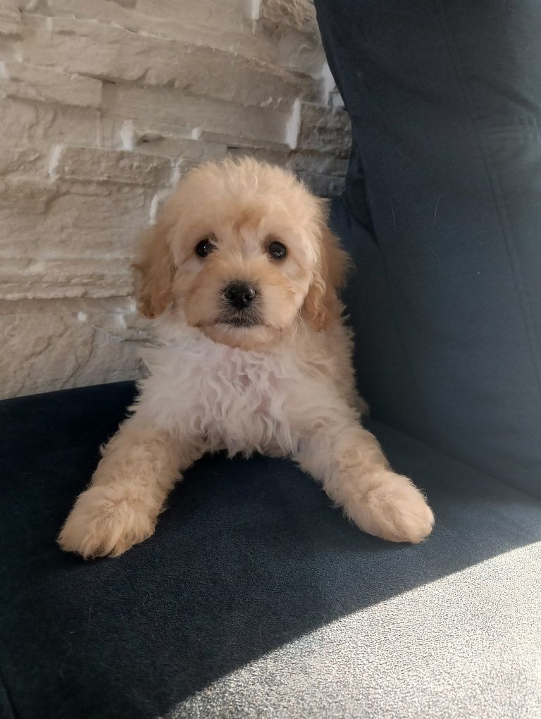 Mini Labradoodle szczeniak F 1 b