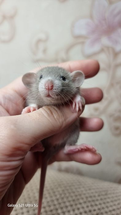 Девочка крыса дамбо графит