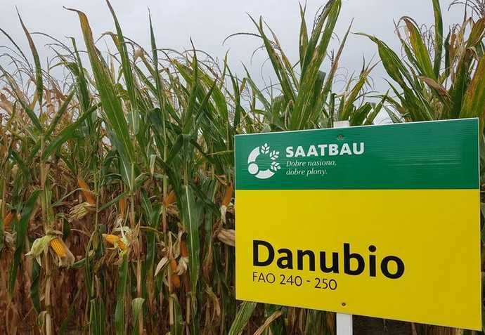 Kukurydza Danubio Promocja 10 + 1 gratis