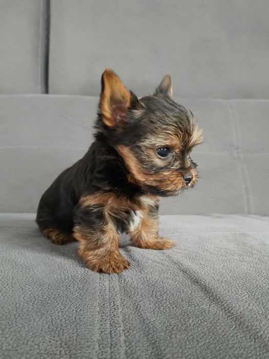 york shizr terrier