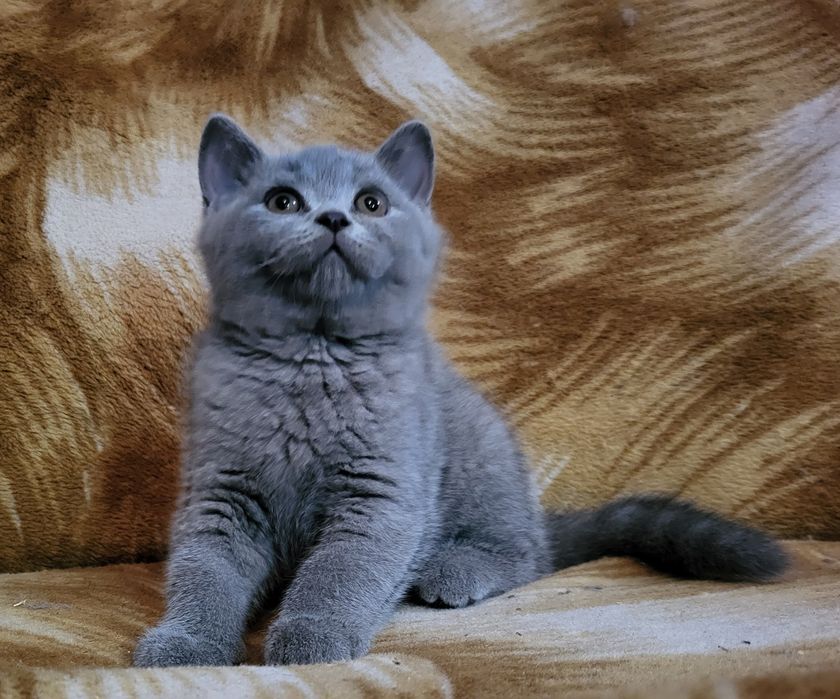 Kotka Brytyjska niebieska Rodowodów 5 pokoleniowy