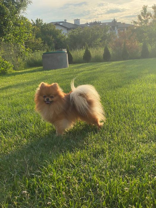 Шпіц РОЗВ’ЯЗАНИЙ в’язка кобель шпіц шпиц