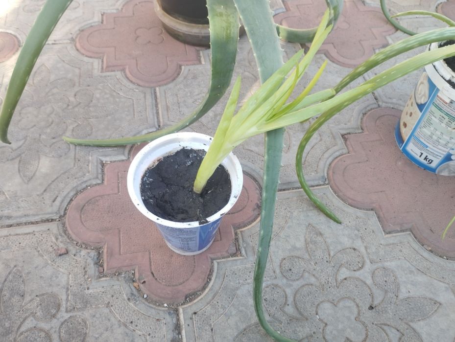 Алое Вера. Крупнолистні. Від малих до великих