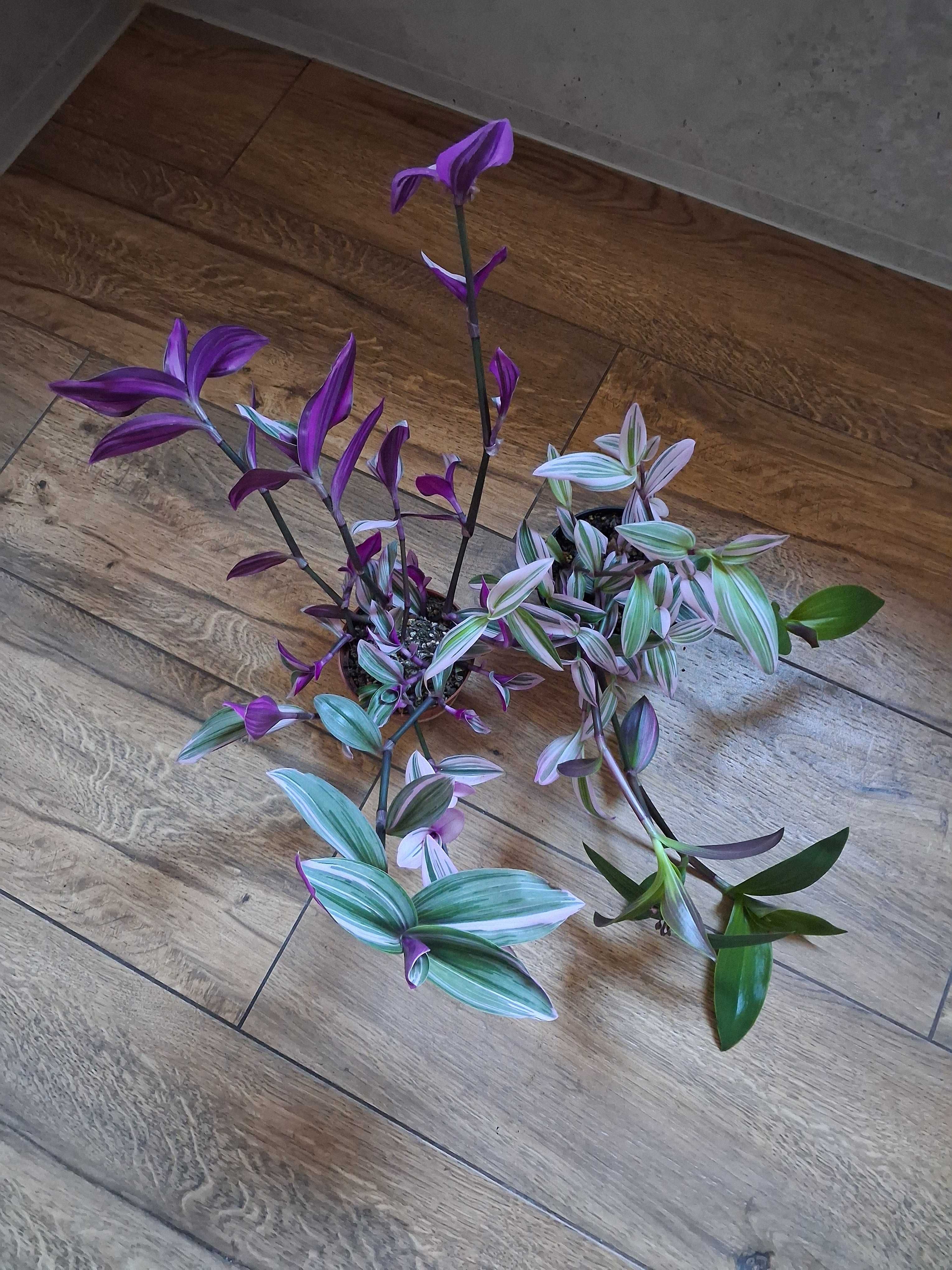 Tradescantia 'Nanouk' Trzykrotka