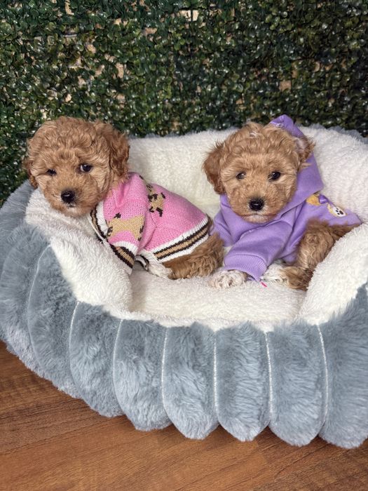 Маленькі карамельки мальтіпушки