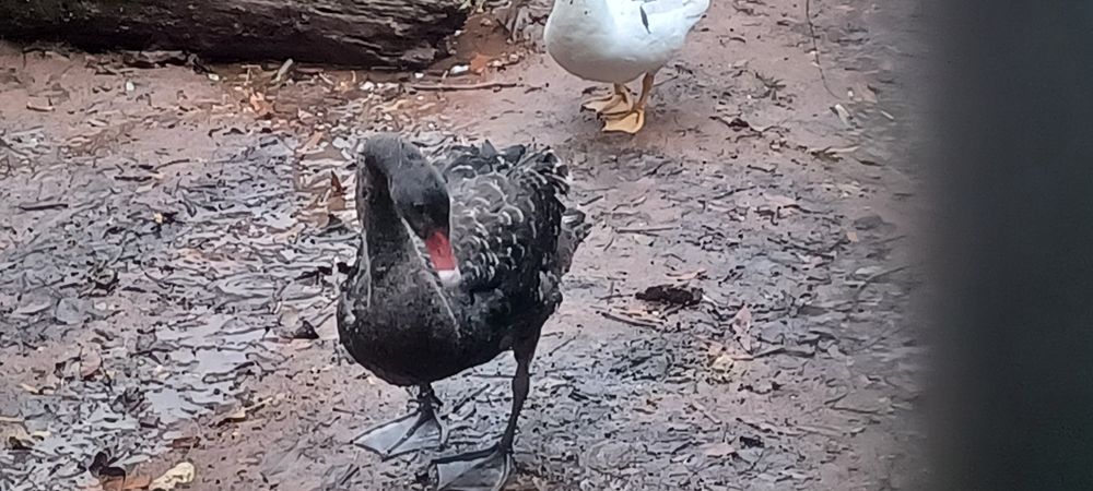 Cisne macho deste ano