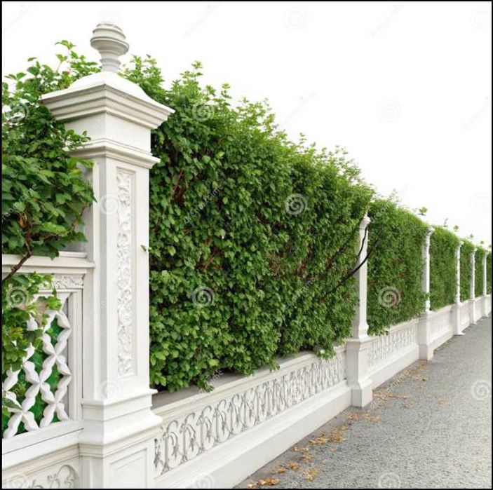 Grab pospolity 50 cm sadzonki 100 sztuk na żywopłot odporny po 70 gr