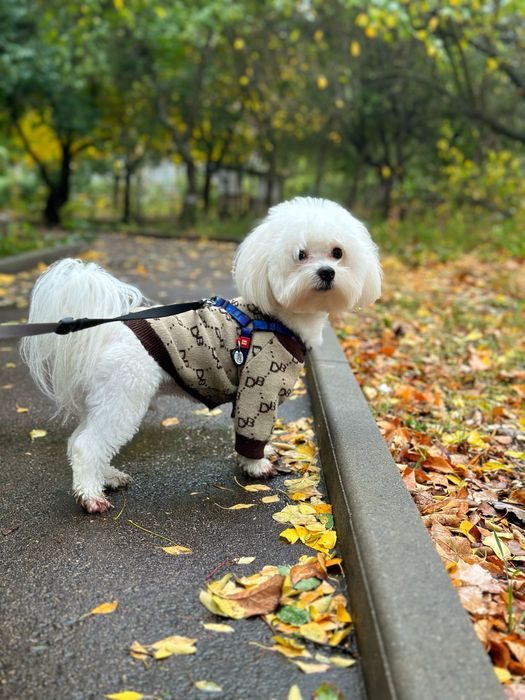 Вязка мальтезе(кобель)