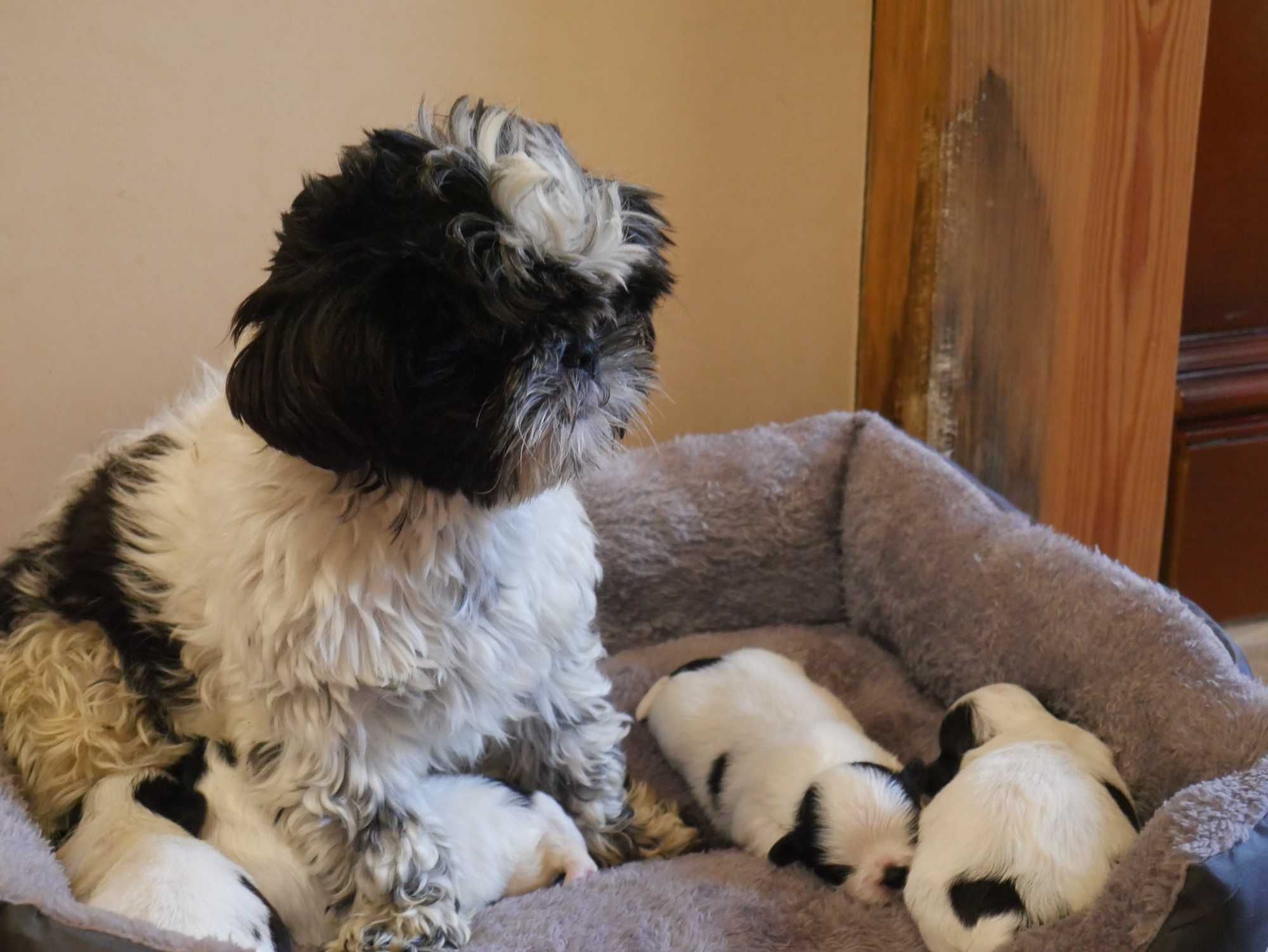 SHIH TZU - suczka do rezerwacji