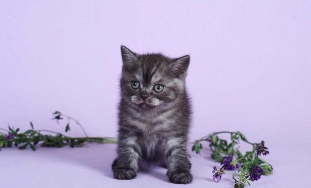 Шотландские котята мраморные черный дым на серебре