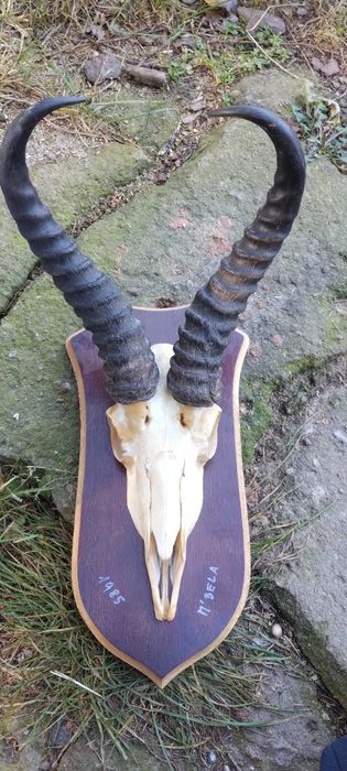 Antylopa Springbock rogi Afryka trofeum poroże