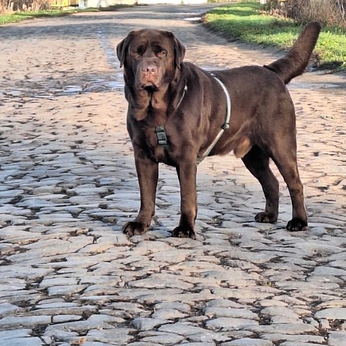 Кобель для в'яхки Лабрадор-ретрівер