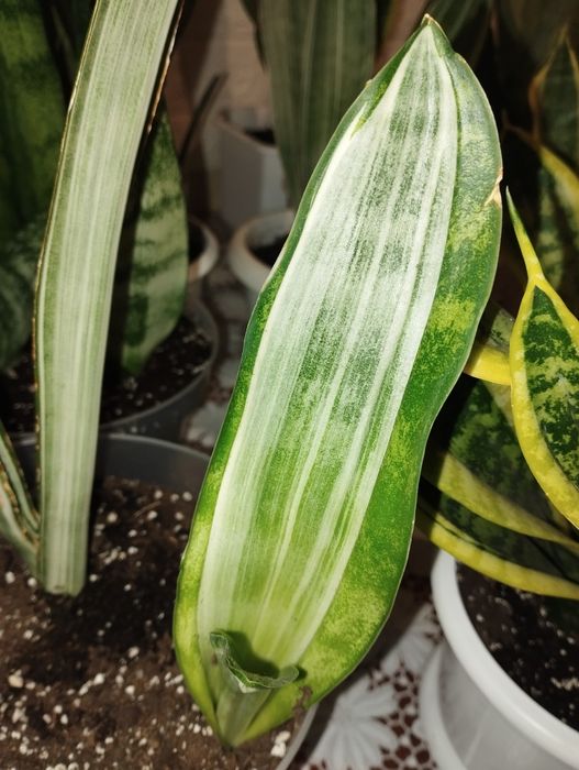 Сансевієрія Манолін і Мерлоу