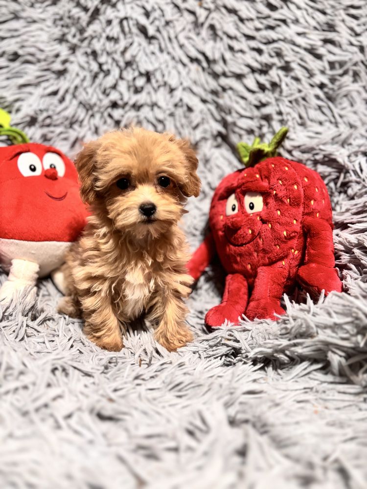 Maltipoo maltańczyk -pudel toy suczka