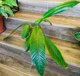 Philodendron campii