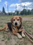 Rico prawie Beagle