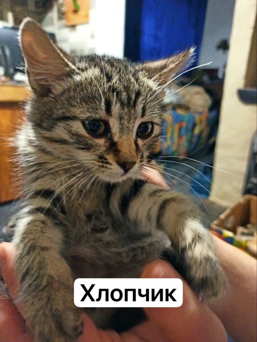 Віддам безкоштовно милих котенят