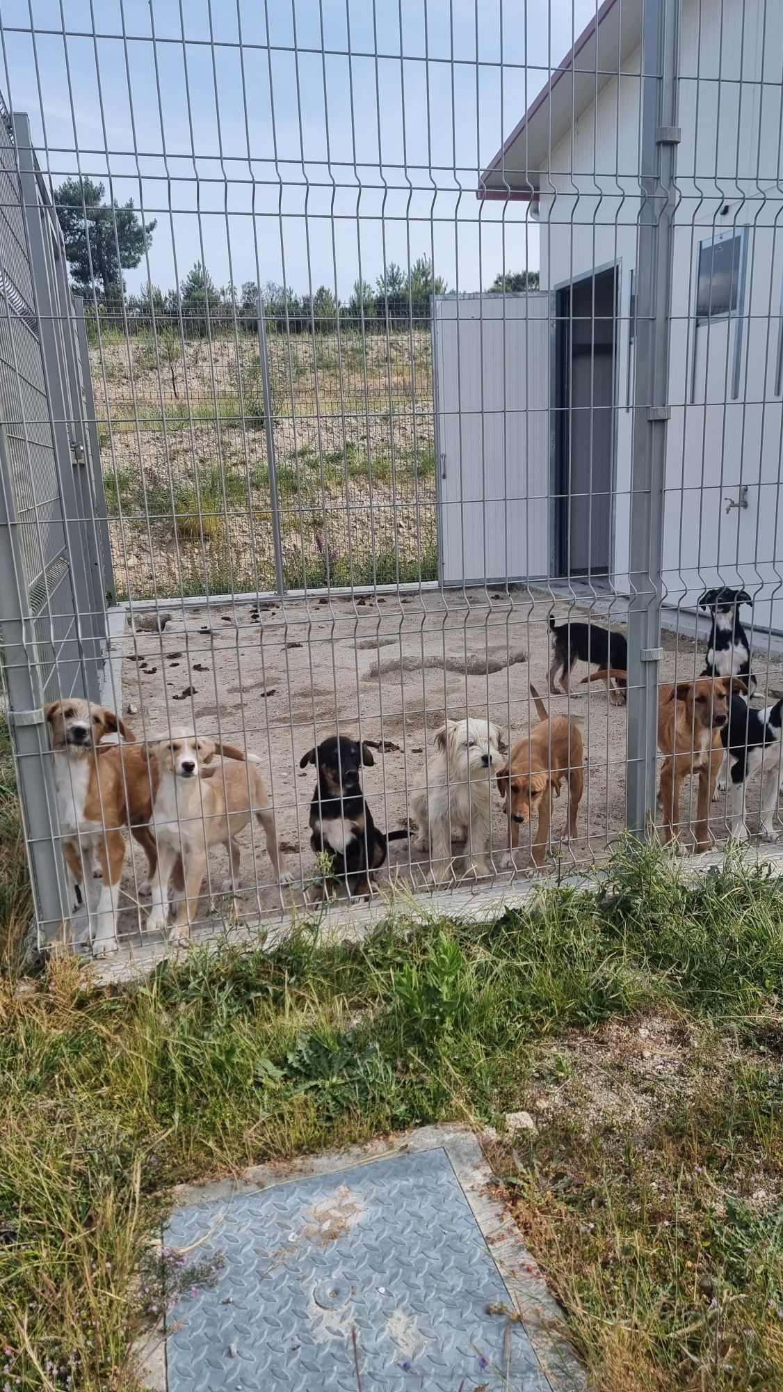 Cães para adoção