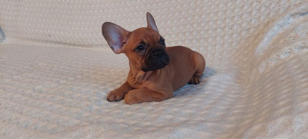 Szczeniak, buldog francuski, piesek