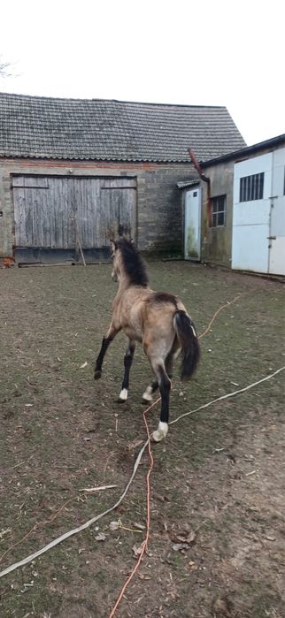 Sprzedam kuce walijskie- redukcja stada