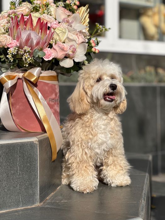 Мальтіпу хлопчик