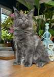Kocurek Maine coon