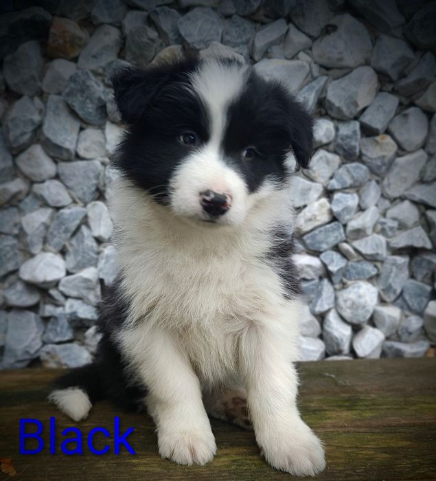 Border collie cudowny piesek przebadani rodzice do odbioru