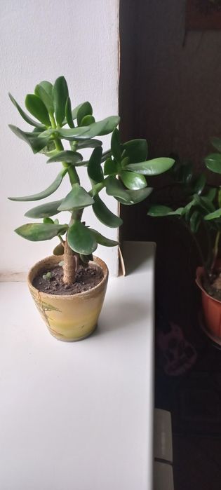 Грошове дерево.Толстянка.