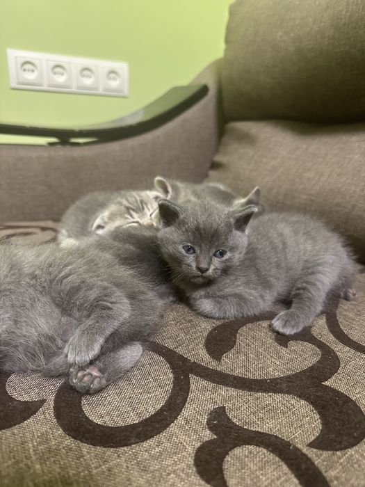 Котики! Сірі кошенята