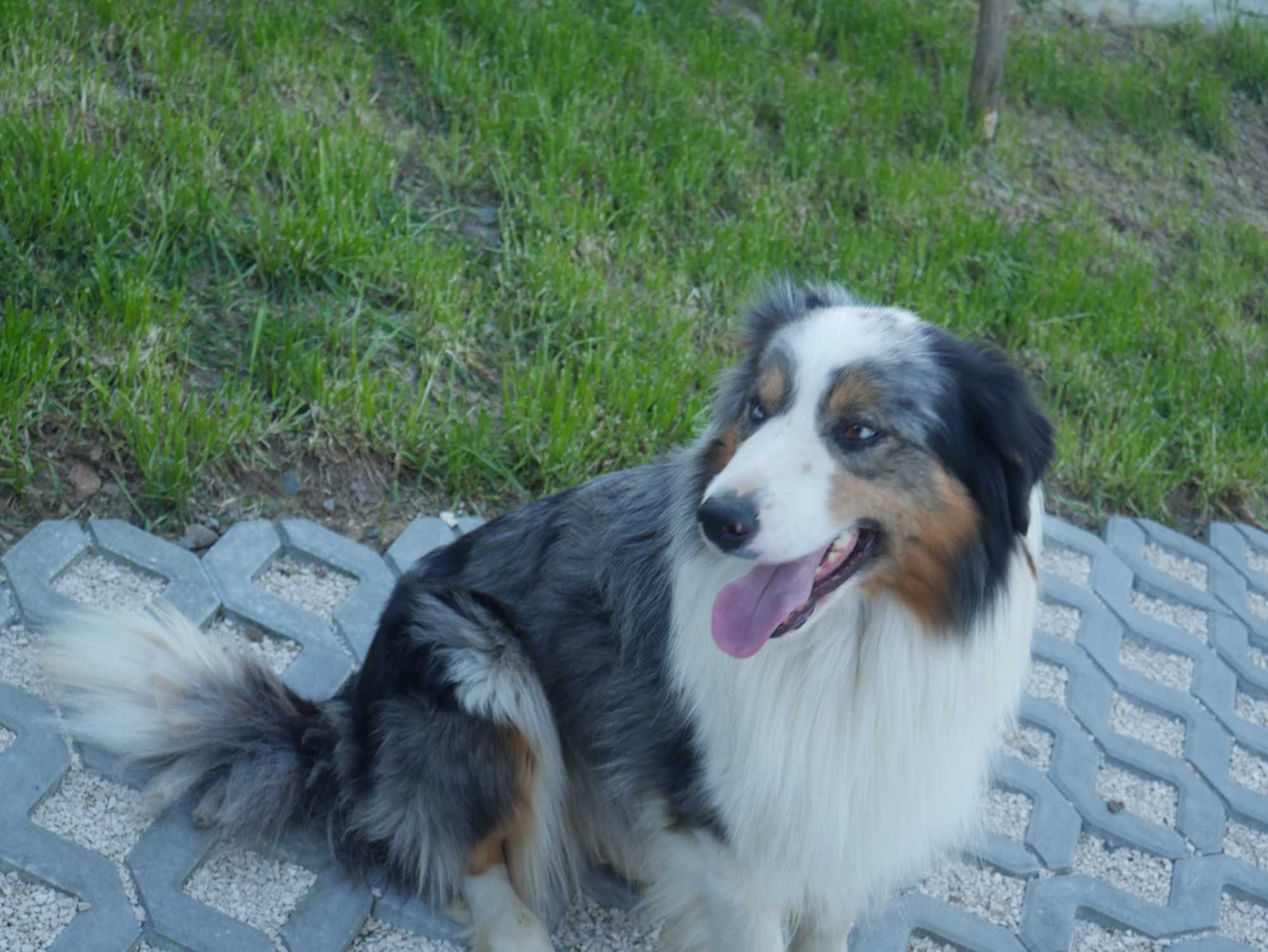 Border Collie chłopak