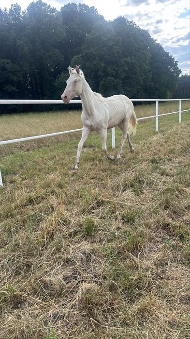 Klacz AQH American Quarter Horse - cremello