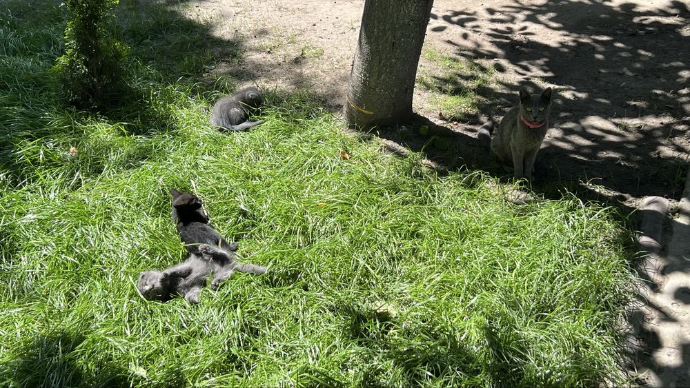 Кошенята британці