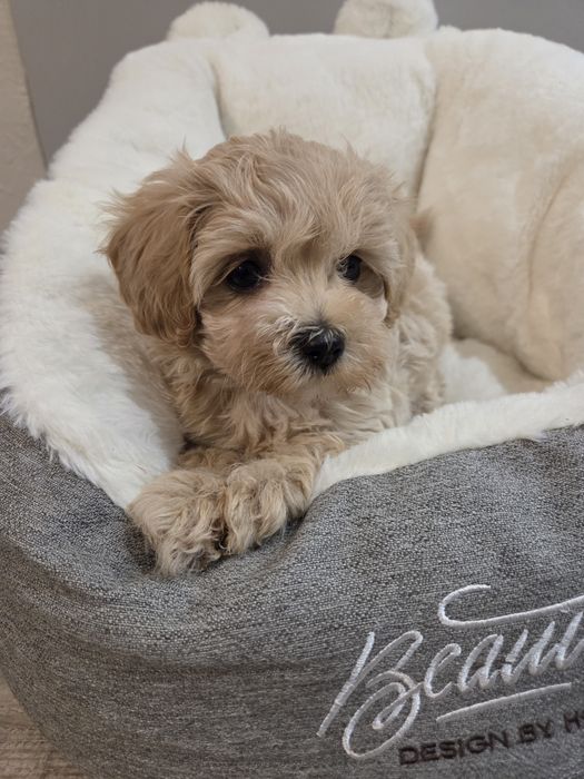 Pudel & maltańczyk maltipoo szczeniak