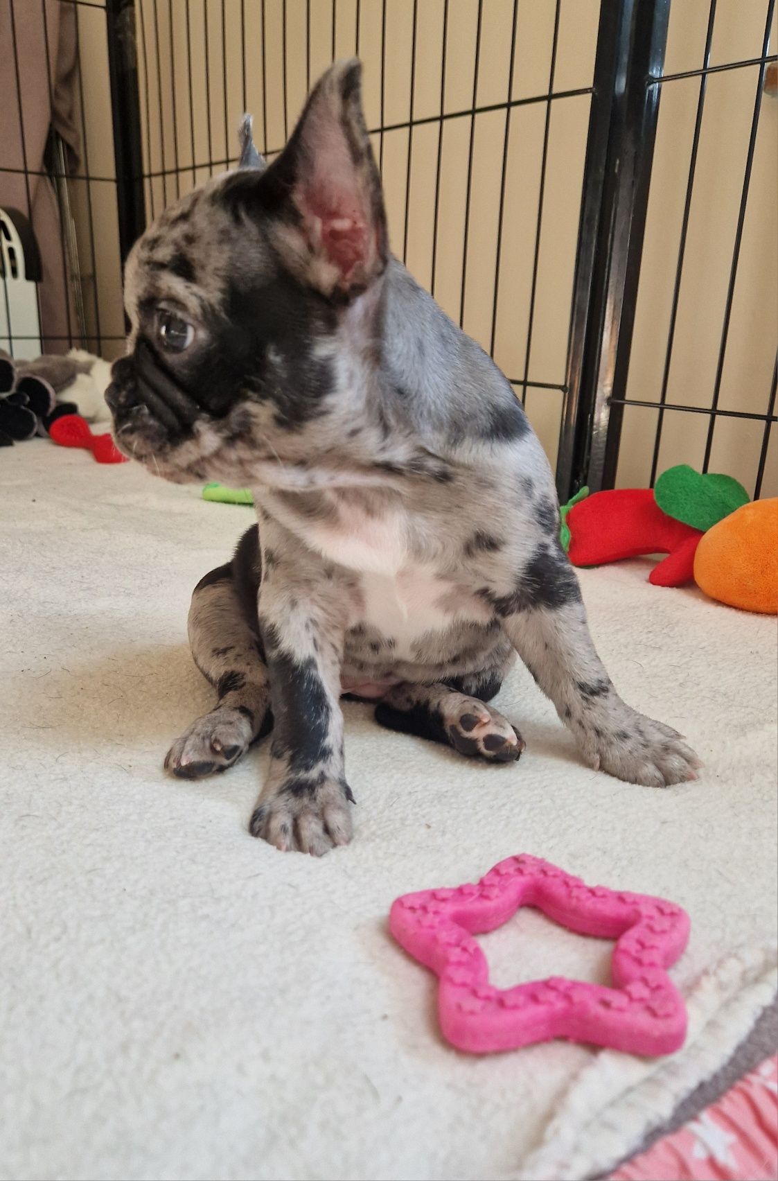 Buldog francuski