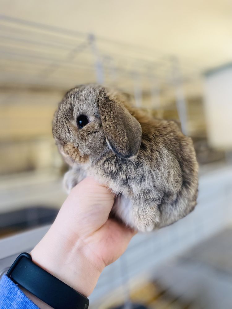 Hodowla królików rasowych: MINI LOP/ królik miniaturka