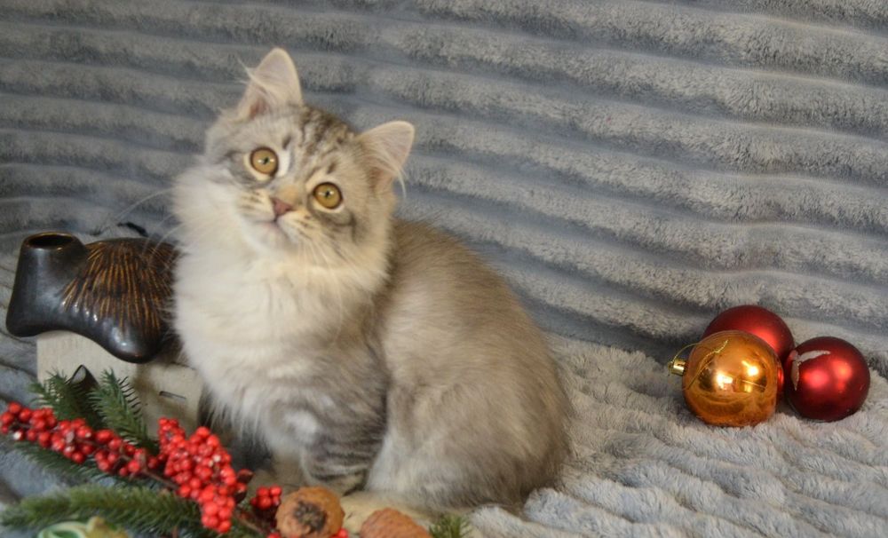 Продам сибирячку