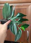 Scindapsus dark form