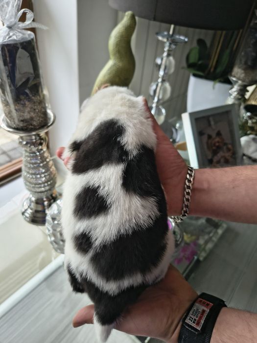 Amor łajka jakucka FCI zapraszamy rodzice zdrowi przebadani metryka