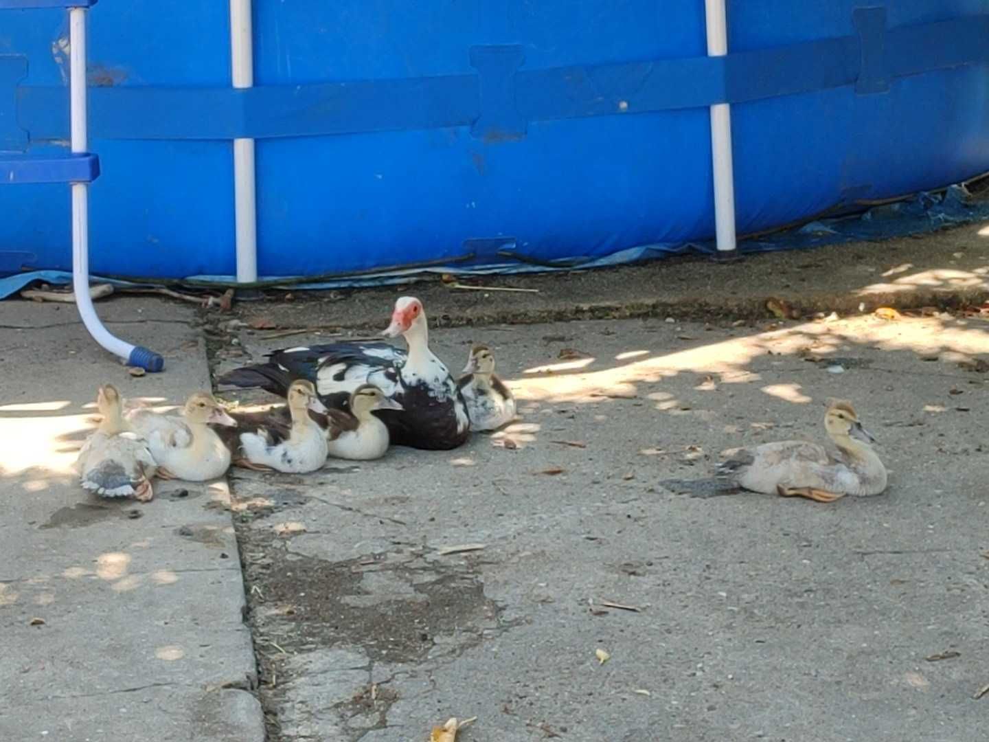 Vendo Patos mudos