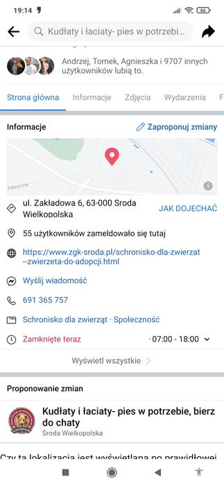 Koty, kotki do adopcji