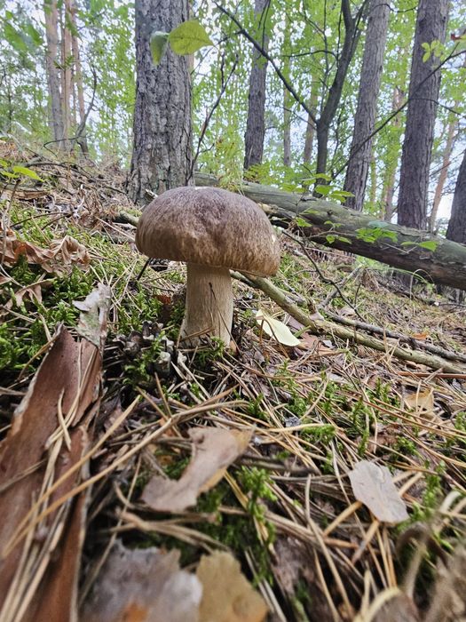 Wolne terminy! Domek dla dwojga Kamion nad rzeką Wartą, łódzkie