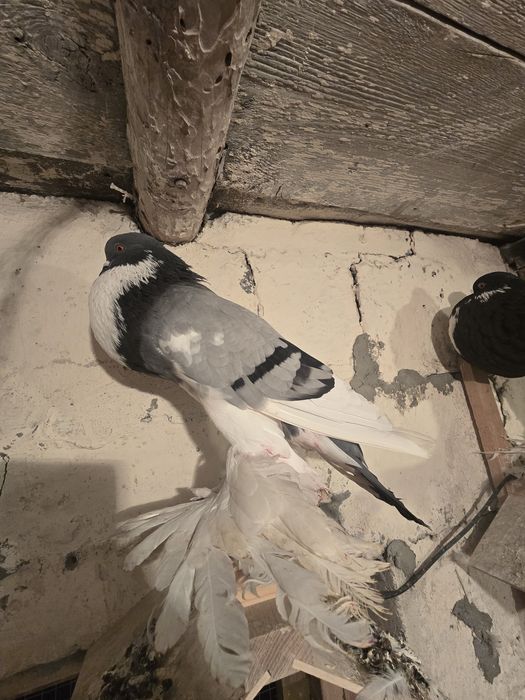 Garłacz Pomorski samiec 25